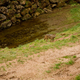Image for article titled Visit Spain, See Wolves